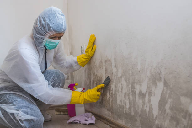 Best Crawl Space Mold Removal  in South Run, VA