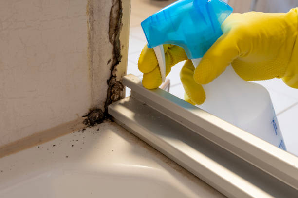 Best Certified Mold Removal  in South Run, VA