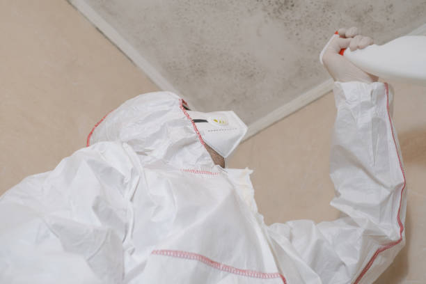 Best Fast Mold Removal  in South Run, VA