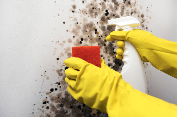 Best Affordable Mold Removal  in South Run, VA