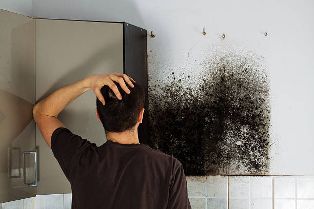 Trusted South Run, VA Mold Removal Experts