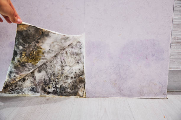 Best Commercial Mold Removal  in South Run, VA
